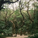 20 Must-Do Things in Okinawa: Your Essential Bucket List