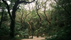 20 Must-Do Things in Okinawa: Your Essential Bucket List