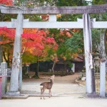 Is Nara Worth a Day Trip? Your Essential Guide to Japan’s Deer City