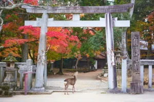 Is Nara Worth a Day Trip? Your Essential Guide to Japan’s Deer City