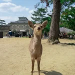 Nara Day Trip from Kyoto &amp; Osaka: The Ultimate Itinerary