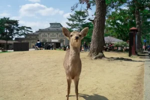 Nara Day Trip from Kyoto &amp; Osaka: The Ultimate Itinerary