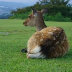 Your Ultimate Nara Travel Guide: Planning the Perfect Trip