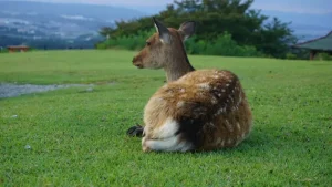 Your Ultimate Nara Travel Guide: Planning the Perfect Trip