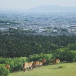 20 Best Things to Do in Nara, Japan: Temples, Deer &amp; More