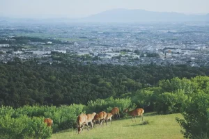 20 Best Things to Do in Nara, Japan: Temples, Deer &amp; More