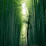 Experience Japan’s Iconic Summer Festivals in July 2026