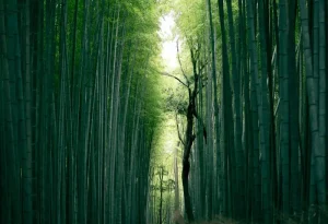 Experience Japan’s Iconic Summer Festivals in July 2026