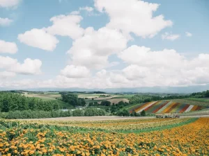 How to Get Around Hokkaido: Transportation Guide for Travelers