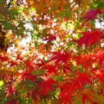 Narita Airport Arrivals: From Touchdown to Tokyo Transit