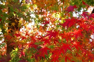 Narita Airport Arrivals: From Touchdown to Tokyo Transit
