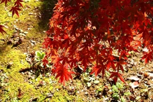 Understanding Japan’s Immigration Process for Foreign Tourists