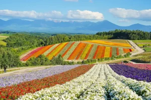 Best Time to Visit Hokkaido: Seasonal Breakdown &amp; What to Expect