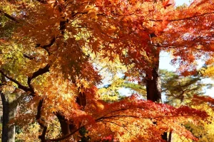 Japan eVisa Cost and Fees: What You Need to Know