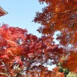 Japan Visa Rules Updates: Staying Informed for Your Trip
