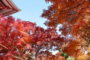 Japan Visa Rules Updates: Staying Informed for Your Trip