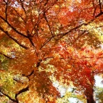 Smooth Entry to Japan: Essential Documents for Arrival