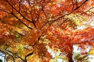 Smooth Entry to Japan: Essential Documents for Arrival